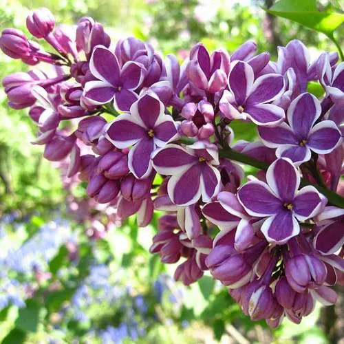 Сирень СЕНСАЦИЯ (привитая) в Калинковичах