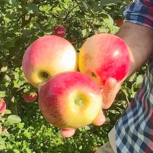 Яблоня КУЛИКОВСКОЕ в Калинковичах