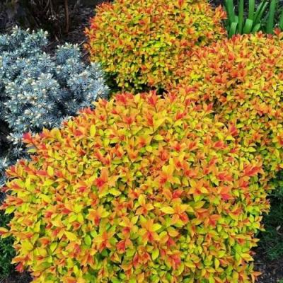 Низкорослая в Калинковичах