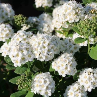 Березолистная в Калинковичах