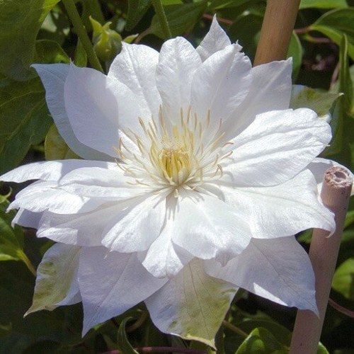 Клематис ДАЧЕСС ОФ ЭДИНБУРГ в Калинковичах