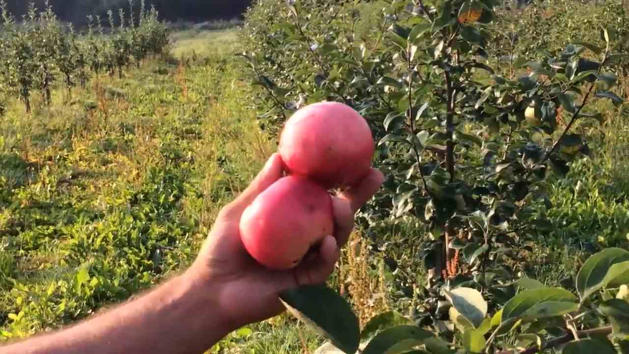 Превью видео