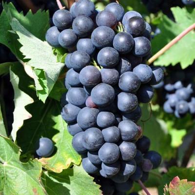 Круглый в Калинковичах