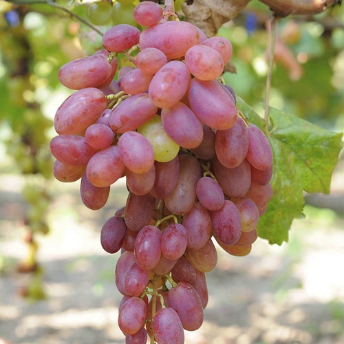 виноград Виктор