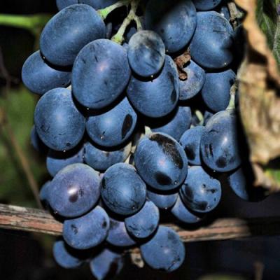 Синий в Калинковичах