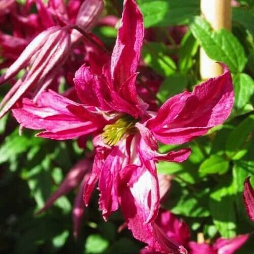 Клематис РОЗАЛИН в Калинковичах