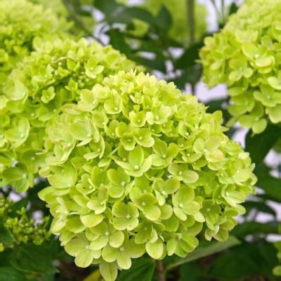 Зеленая в Калинковичах