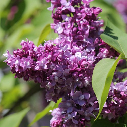 Сирень ИЗОБИЛИЕ в Калинковичах