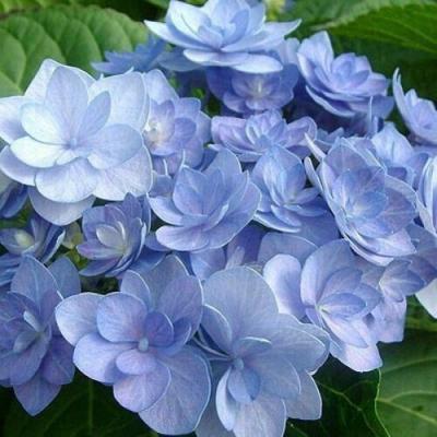 Голубая в Калинковичах