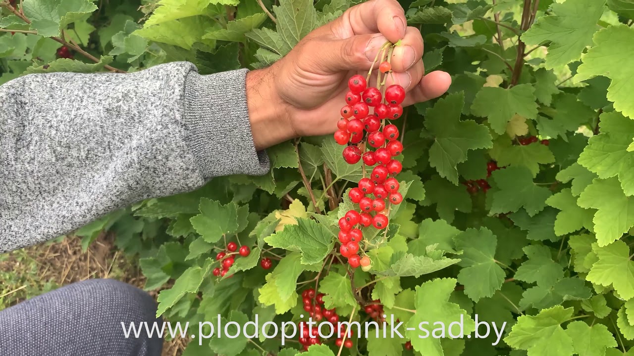 Превью видео