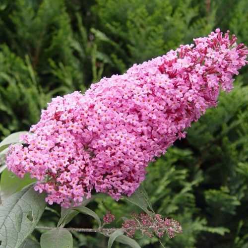 Буддлея давида ПИНК ДЕЛАЙТ в Калинковичах