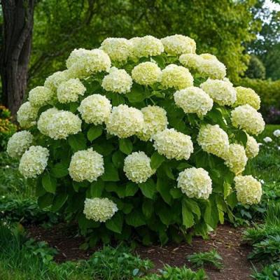 Большие (высокие) в Калинковичах