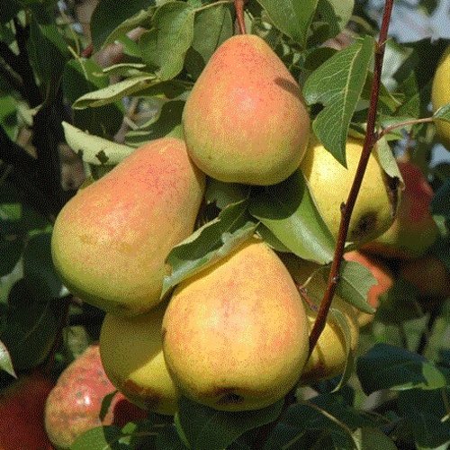Груша СЕВЕРЯНКА в Калинковичах
