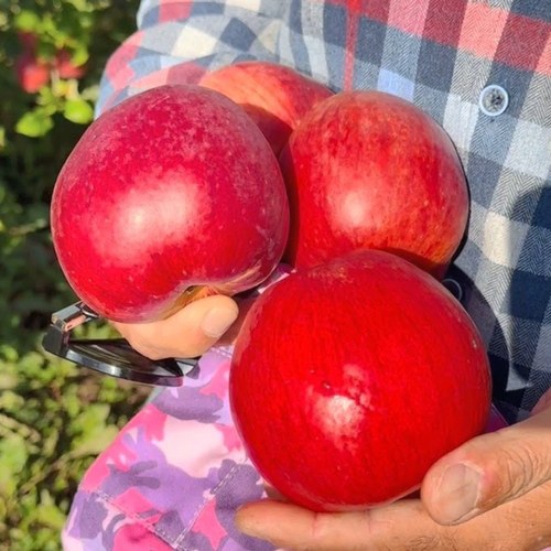 Яблоня ПАМЯТЬ СЮБАРОВОЙ в Калинковичах