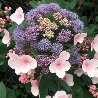 Шершавая в Калинковичах