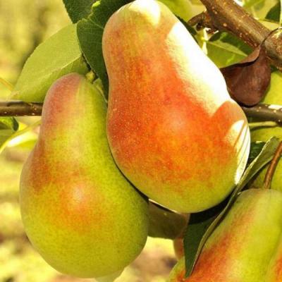 Красавица в Калинковичах