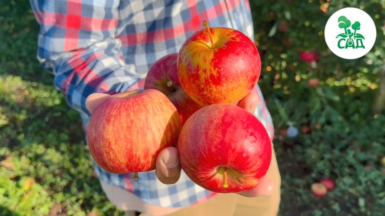 Превью видео