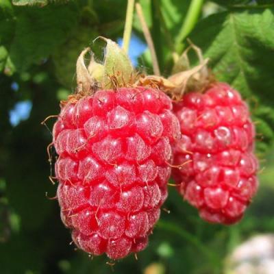 Крупная в Калинковичах