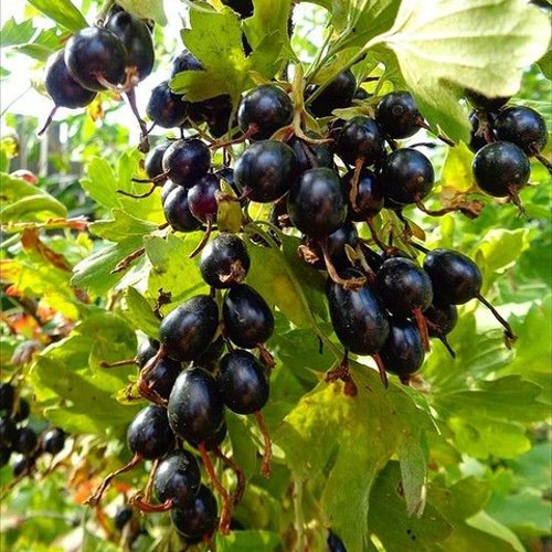 Смородина золотистая ОВАЛЬНАЯ в Калинковичах