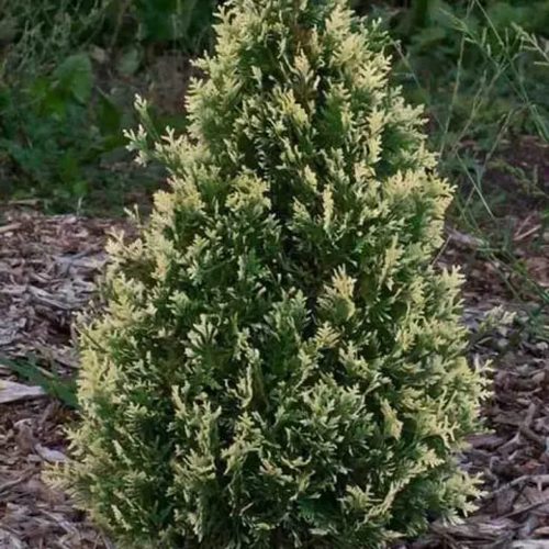 Туя БРАБАНТ ВАРИЕГАТТА западная в Калинковичах