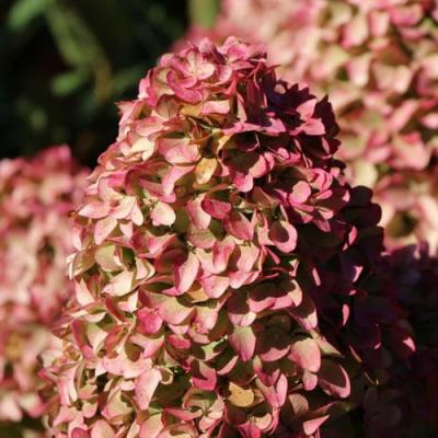 Мэджикал в Калинковичах