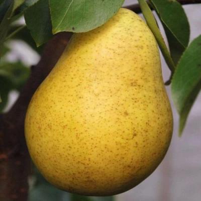 Крупная в Калинковичах