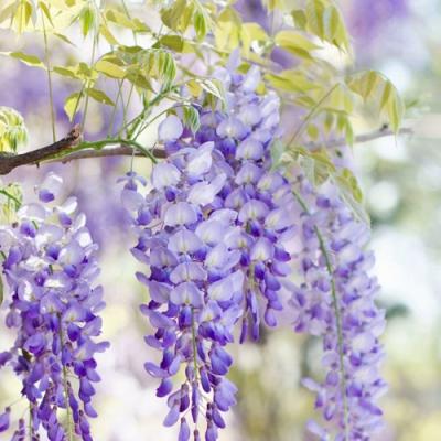 Глициния в Калинковичах