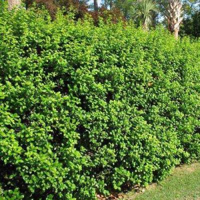 Живая изгородь в Калинковичах