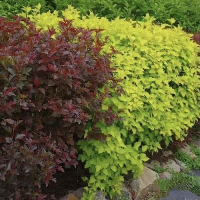 Калинолистный в Калинковичах