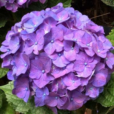 Фиолетовая в Калинковичах