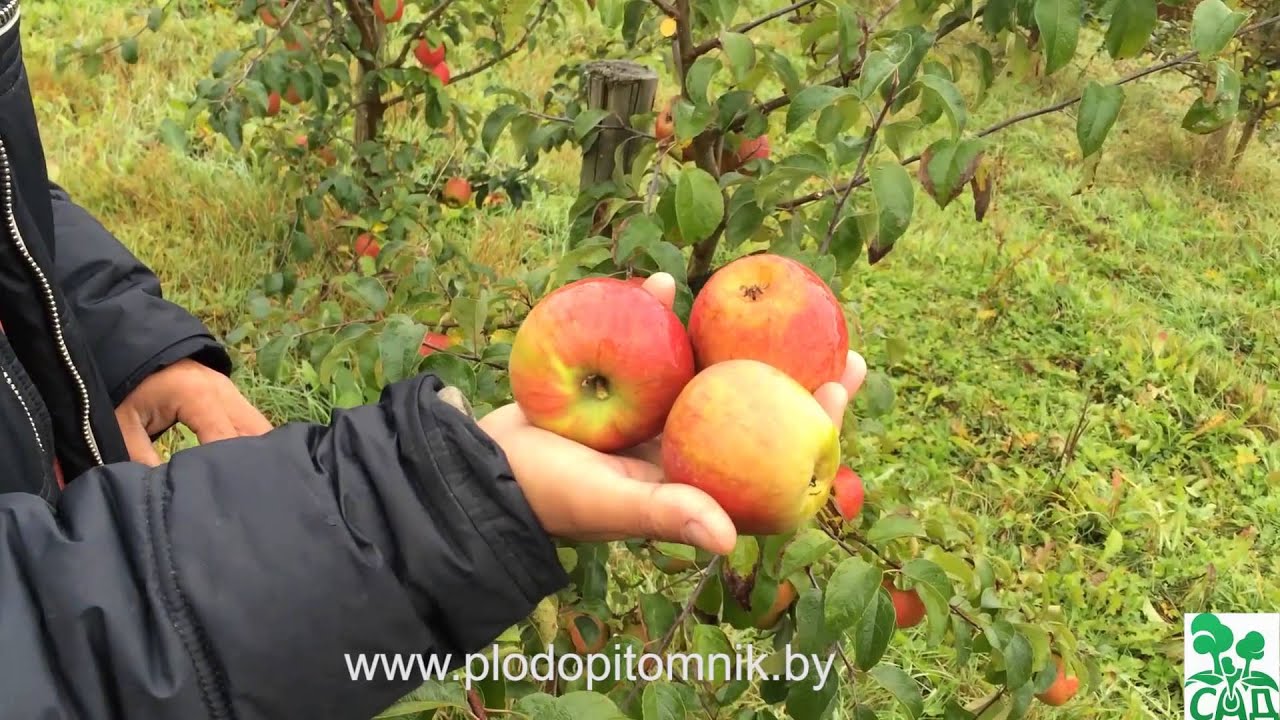 Превью видео