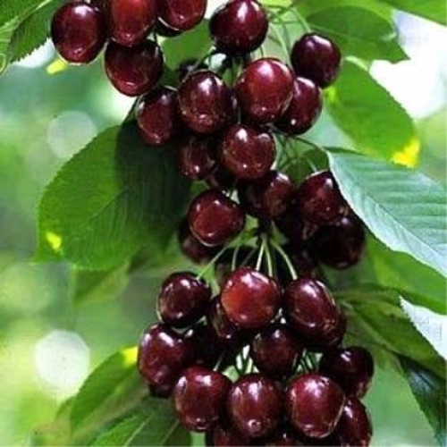 Черешня УДИВИТЕЛЬНАЯ в Калинковичах