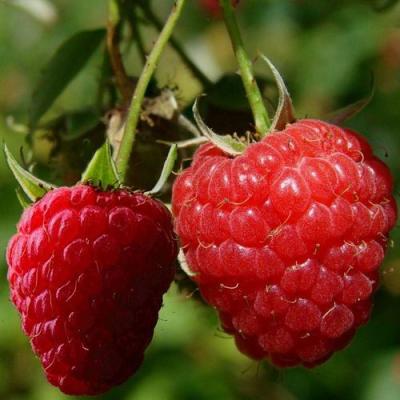 Кустовая в Калинковичах