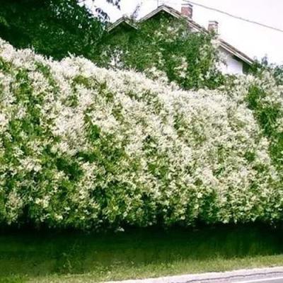 Фаллопия в Калинковичах