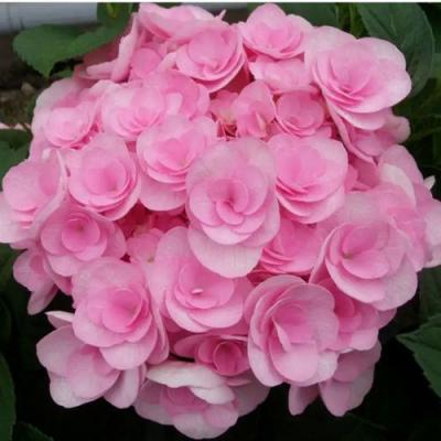 Махровая в Калинковичах