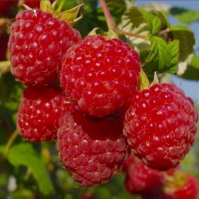 Ранняя в Калинковичах