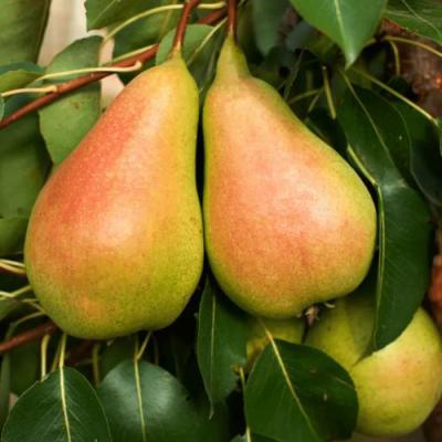 Сладкая в Калинковичах