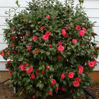 Камелия в Калинковичах