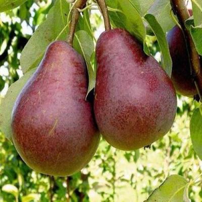 Красная в Калинковичах