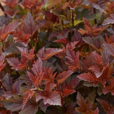 Красный в Калинковичах