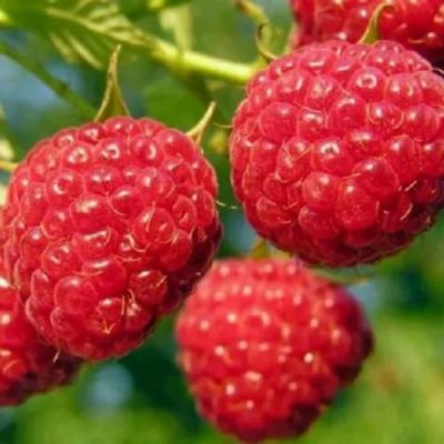 Поздняя в Калинковичах