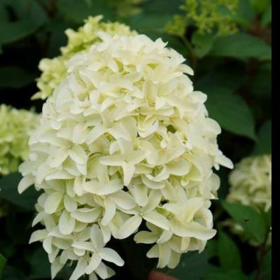 Средние в Калинковичах