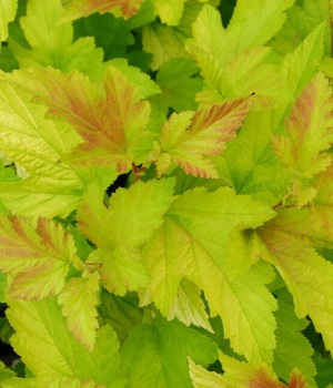 Пузыреплодник АНГЕЛ ГОЛД лист.jpg