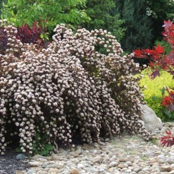 ред барон пузыреплодник.jpeg