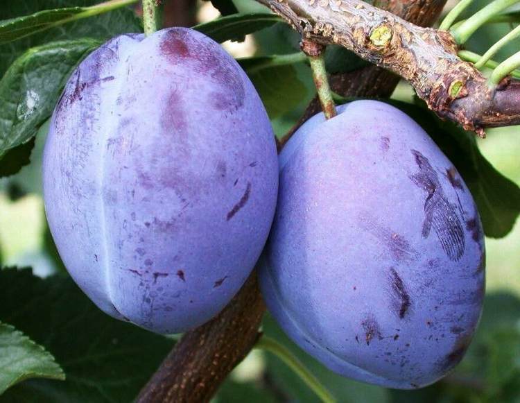 Слива крупноплодная.jpg