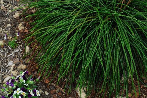 Складчатая туя.jpeg