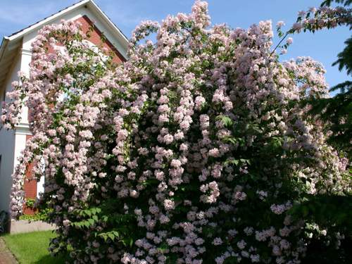 кольквиция прелестная.jpg