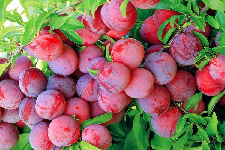 Красная слива.jpg