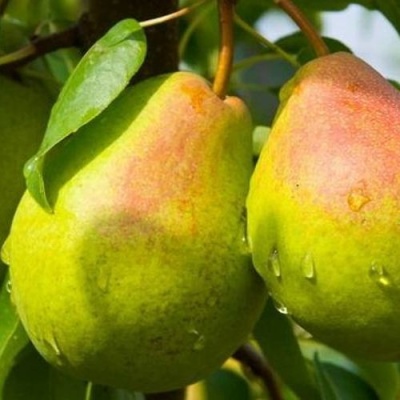 Груша ФЛЕЙТА в Калинковичах