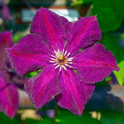 Клематис ГРЮНВАЛЬД в Калинковичах